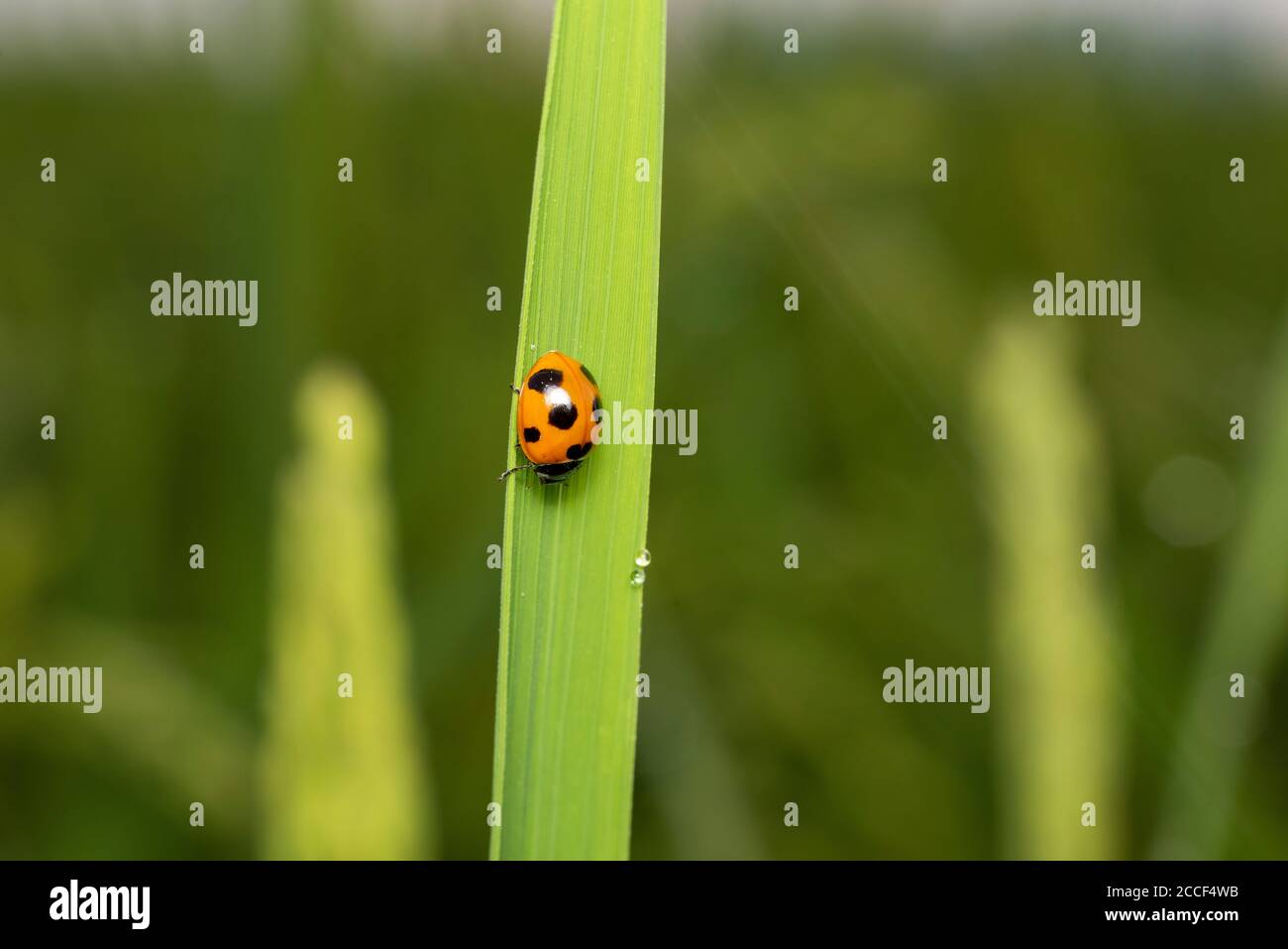 Ladybug a sette macchie (Coccinella septempunctata), su pianta di riso, Isehara City, Prefettura di Kanagawa, Giappone Foto Stock