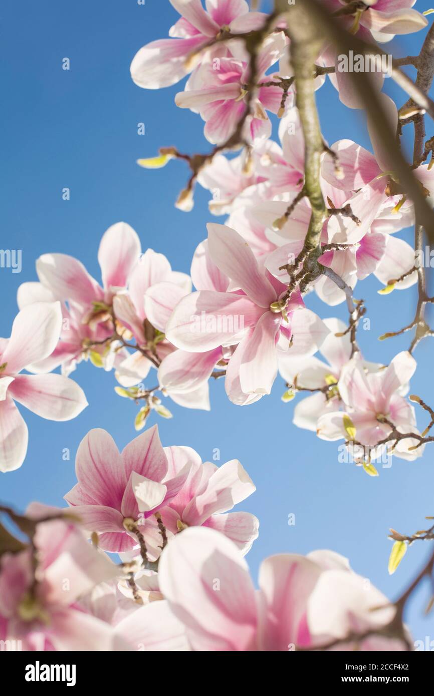 Fiori di magnolia Foto Stock