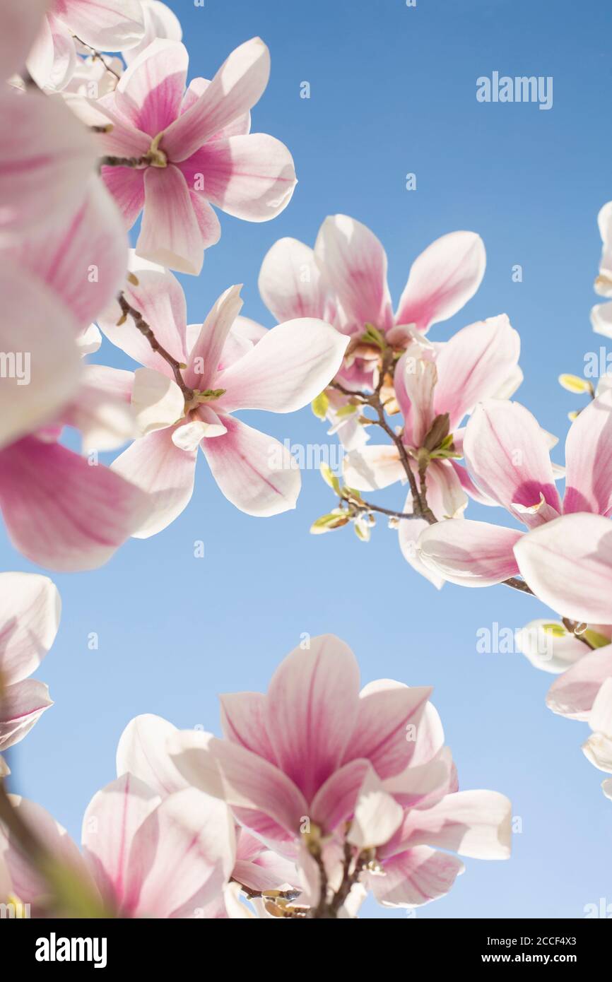Fiori di magnolia Foto Stock