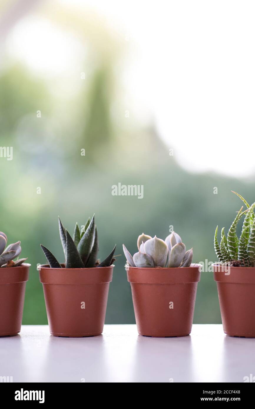 diversi tipi di succulente su un tavolo affiancato Foto Stock