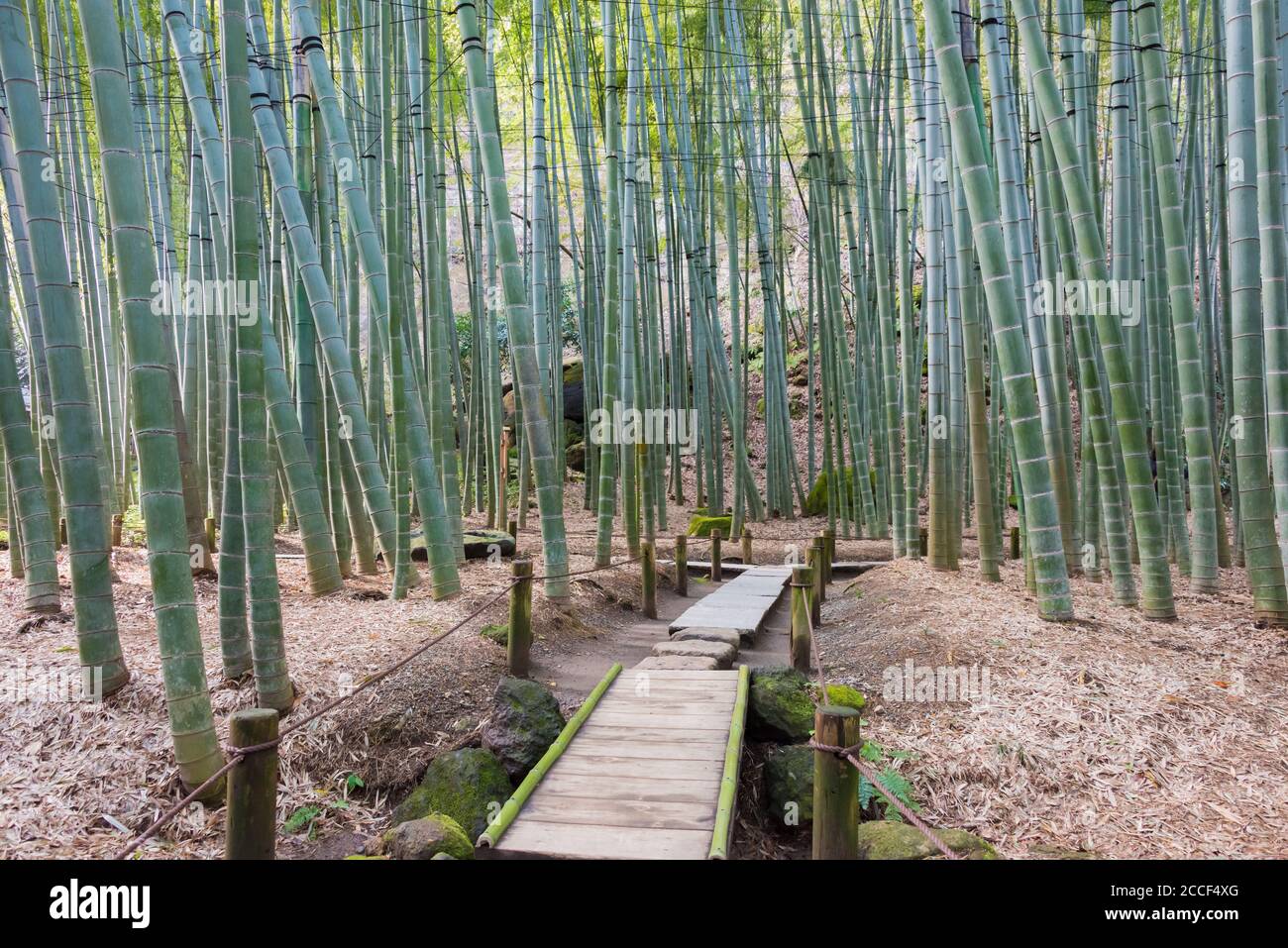 Kanagawa, Giappone - la foresta di bambù al tempio di Hokokuji a Kamakura, Kanagawa, Giappone. Il tempio fu originariamente costruito nel 1334. Foto Stock