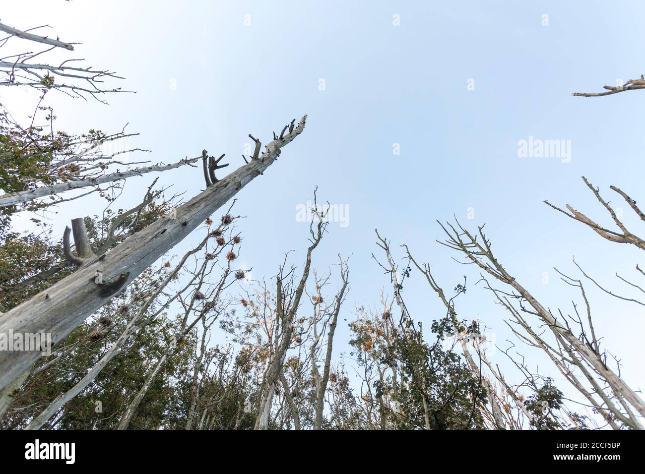 Vista degli alberi morti nella colonia cormorana Niehof, Meclemburgo-Pomerania occidentale, Germania Foto Stock