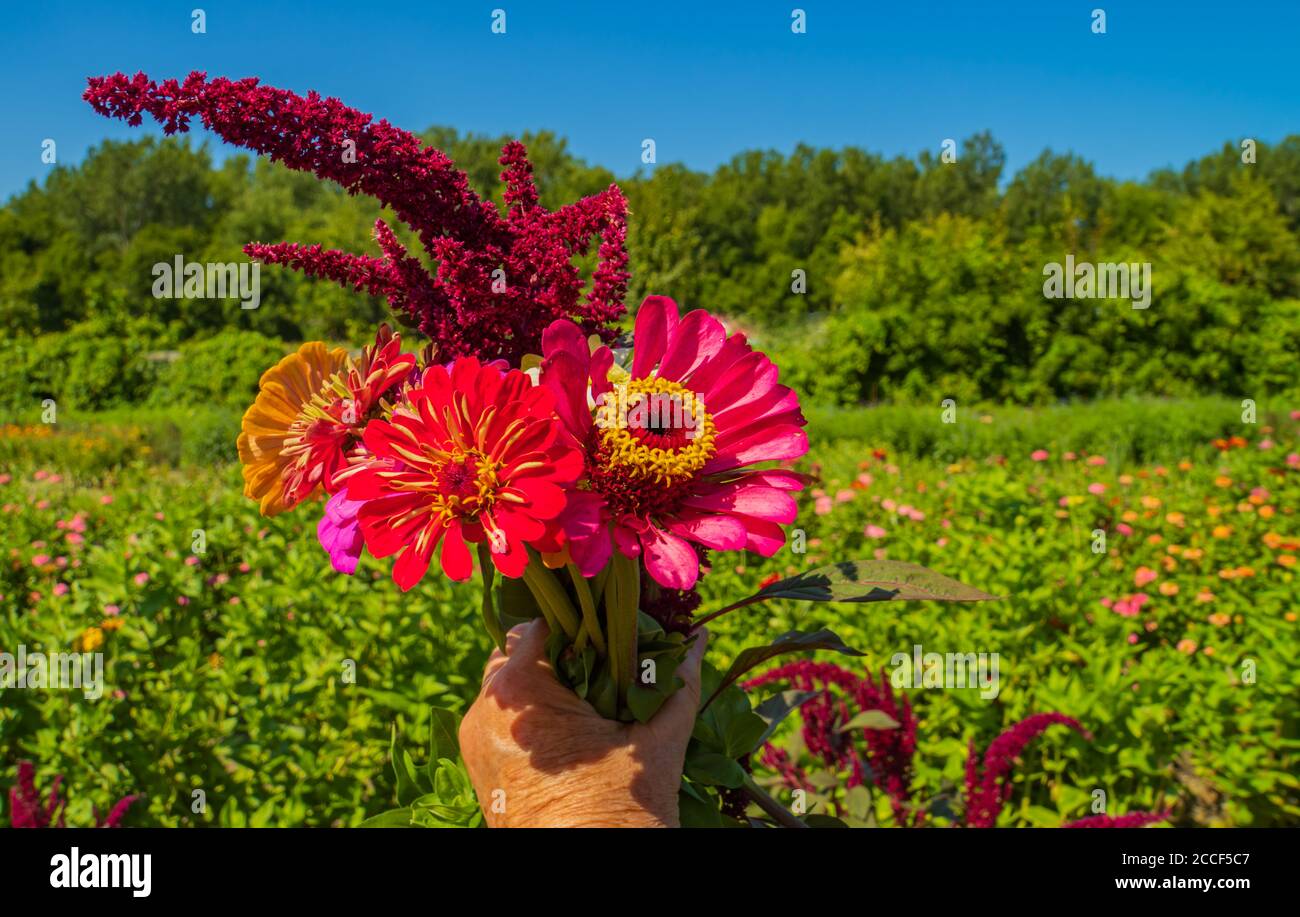 bouquet di fiori raccolti dal campo di fiori a. Un'azienda agricola sostenuta dalla Comunità Foto Stock