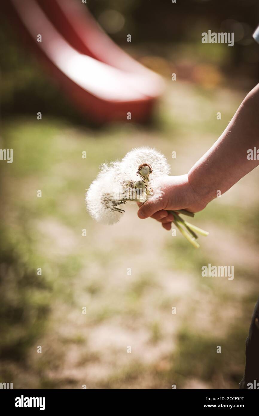 La mano di un bambino tiene un bouquet di andelioni (dandelioni) Foto Stock