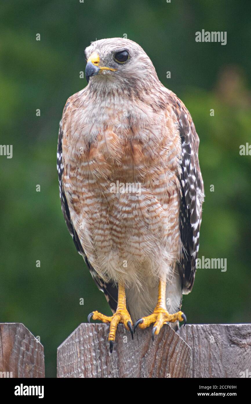 Un Falco rosso con spalle in piedi su una recinzione. Foto Stock