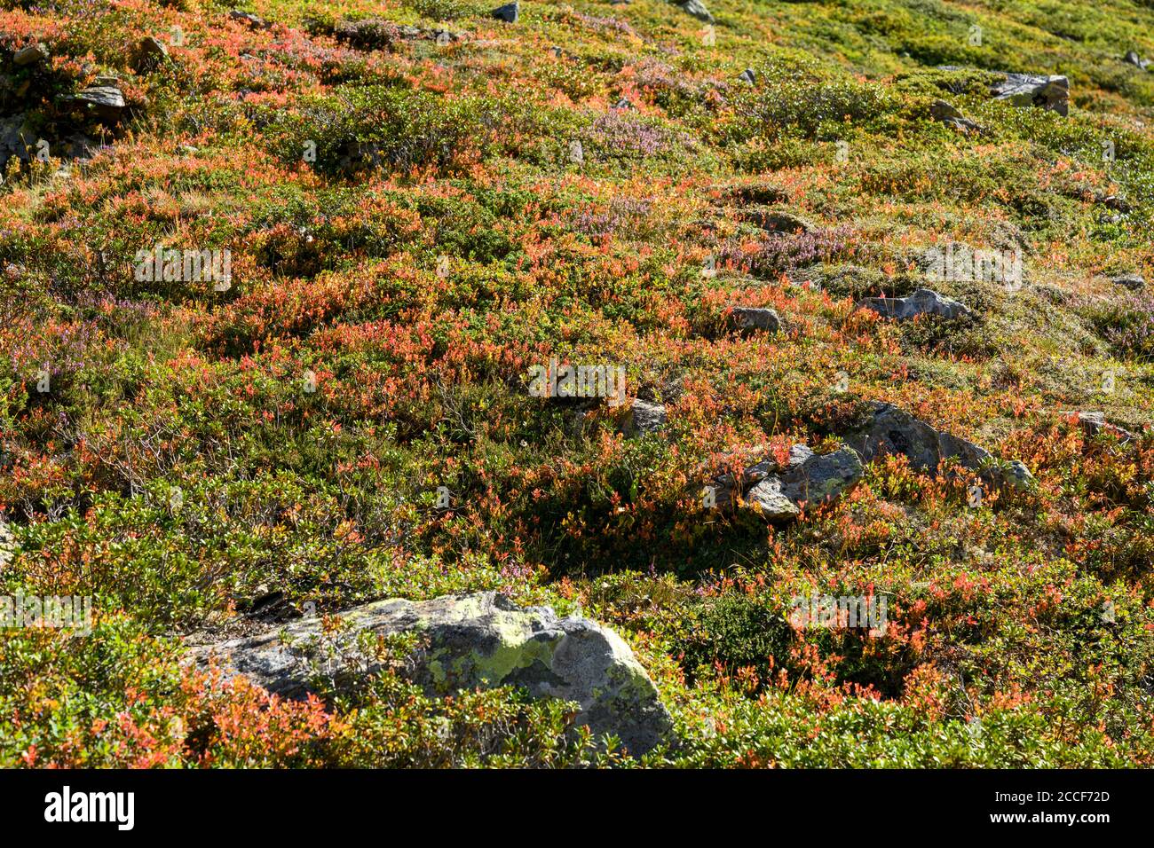 Austria, Montafon, paesaggio sopra il Lago di Silvretta con la tipica flora alpina. Foto Stock