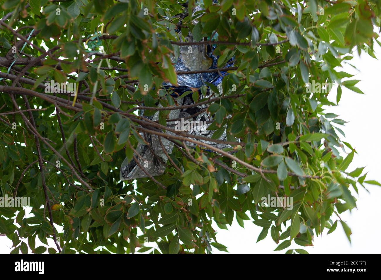 Un pallone Mylar e nastri aggrovigliati in un New York Città albero di Frassino verde Foto Stock