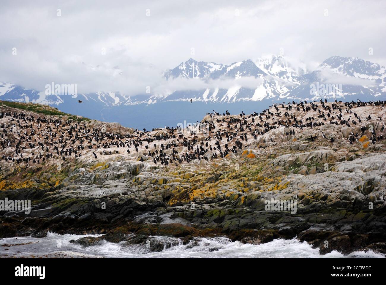 Colonia cormorana vicino al canale di Beagle Foto Stock