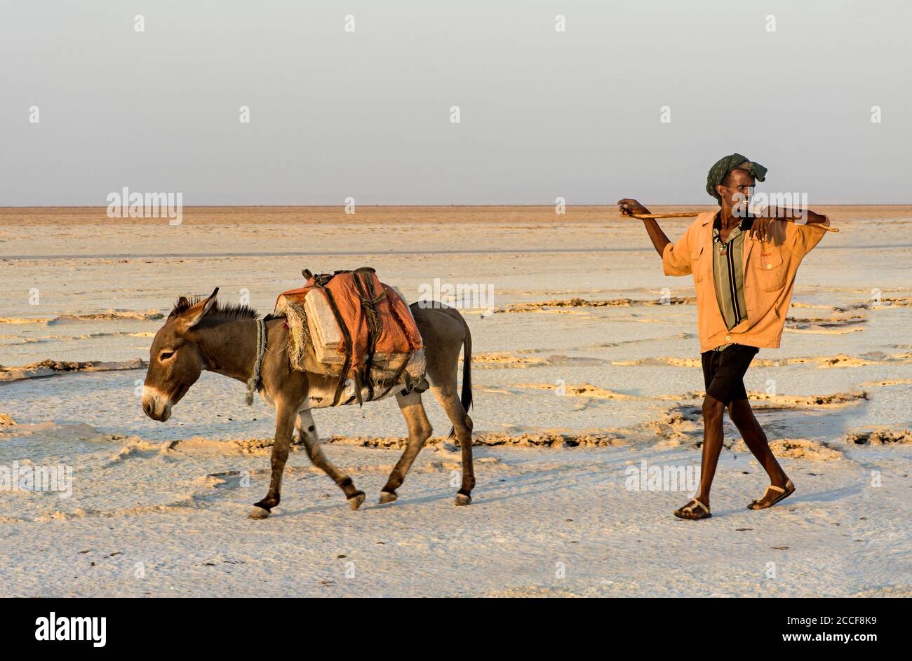 Un pastore Afar con un asino che trasporta i blocchi di sale, il lago salato di Assale (lago di Assale), la depressione di Danakil, la regione di Afar, Etiopia Foto Stock