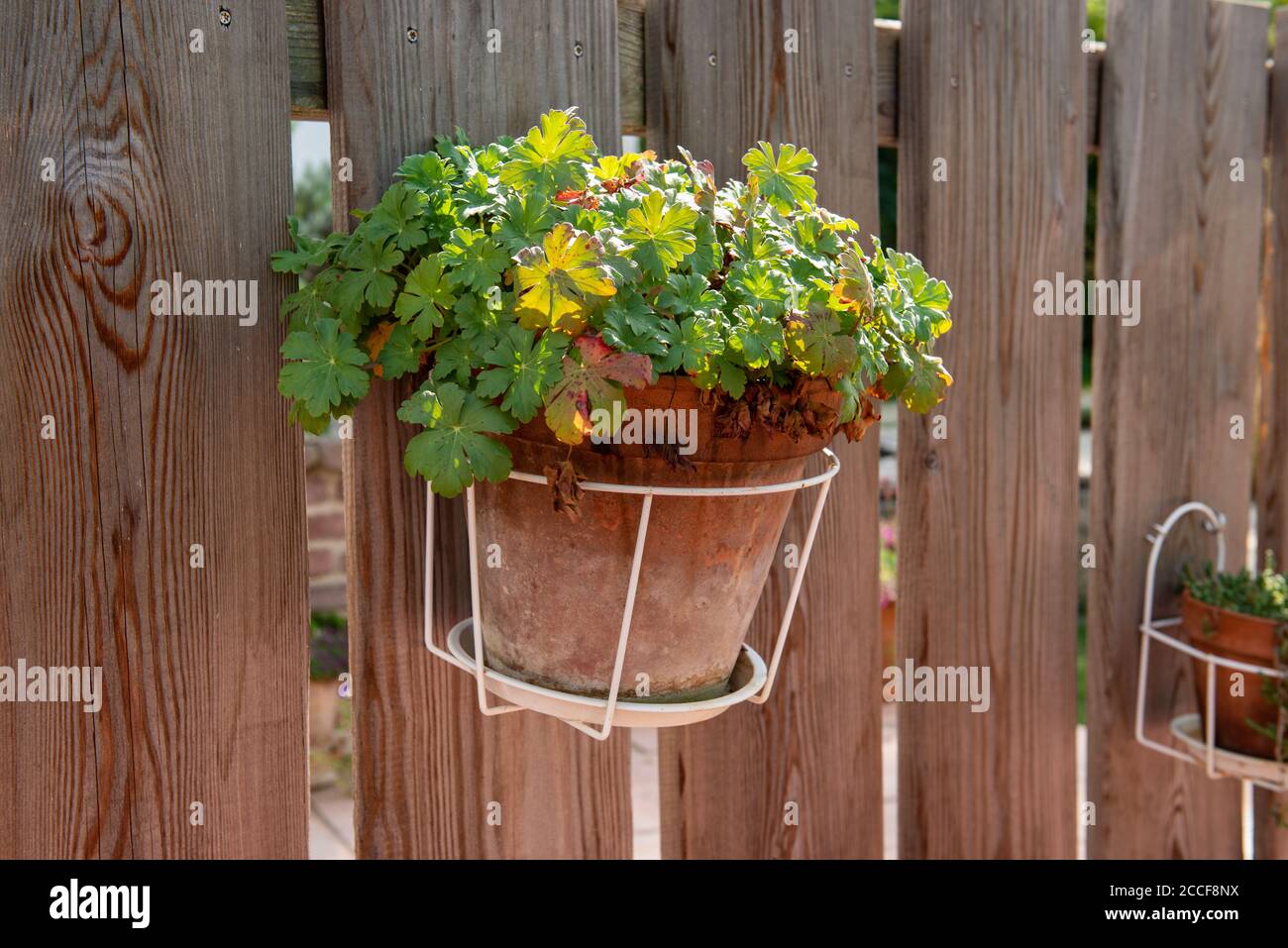 Vaso di fiori appeso su muro di legno, giardino paesaggio, luce del sole Foto Stock