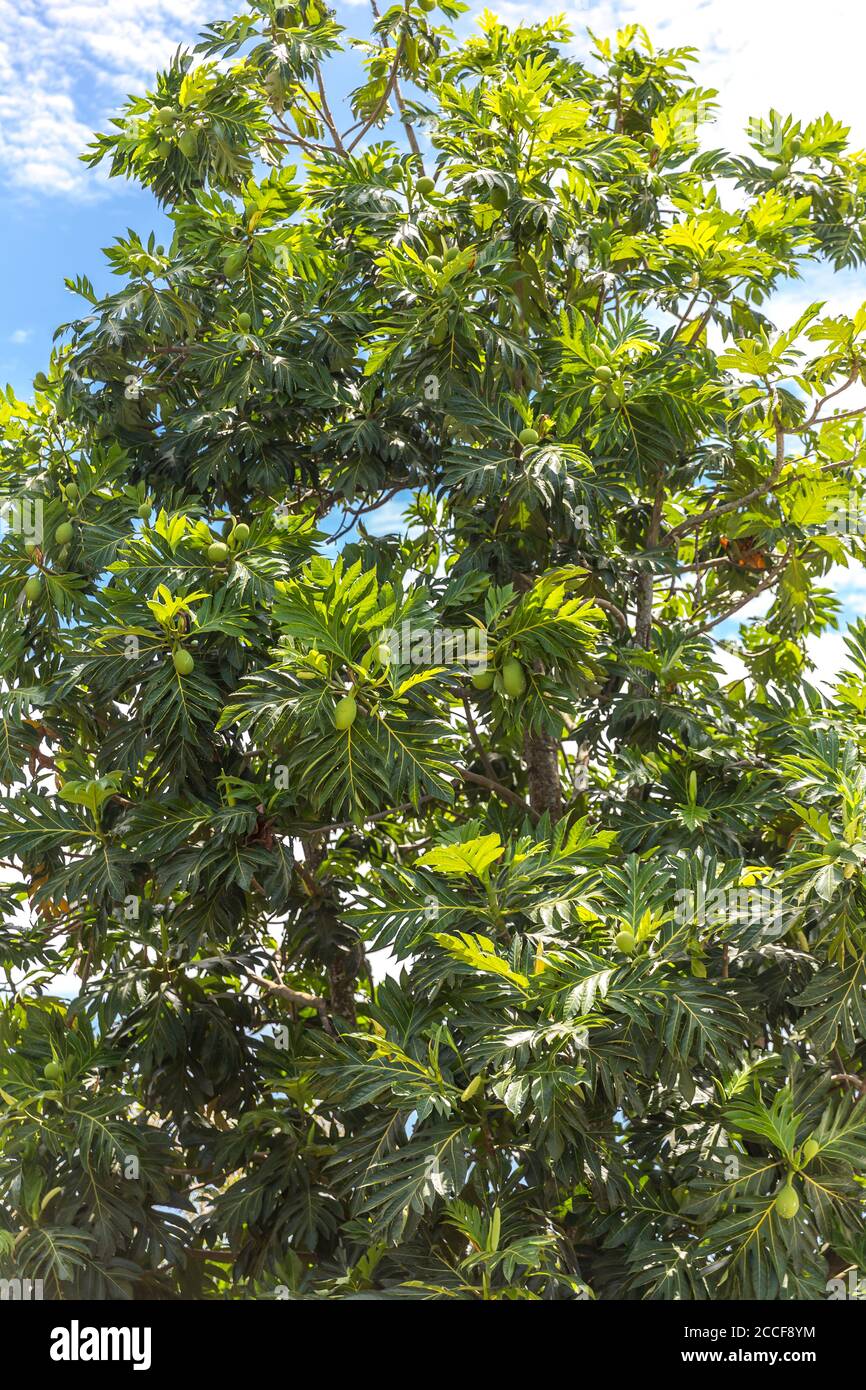 Albero di Jackfruit, (Artocarpus eterophyllus), Ivoloina, Taomasina, Tamatave, Madagascar, Africa, Oceano Indiano Foto Stock