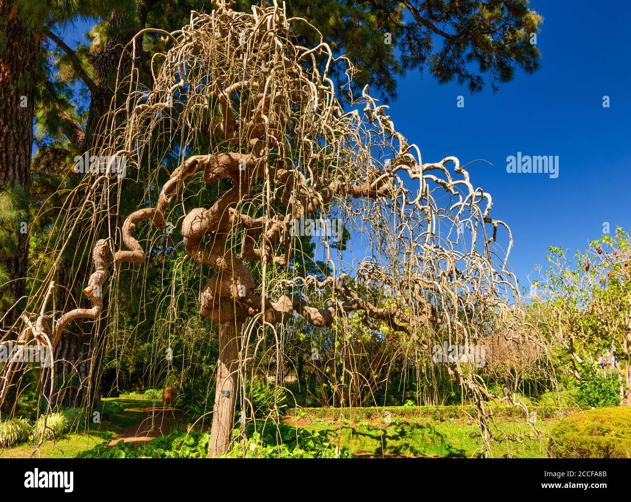 Palheiro Gardens a Funchal, Sofora Pagoda Tree, Sophara, jabonica Pendula, diversi giardini a tema, cappella, Madeira, Portogallo Foto Stock
