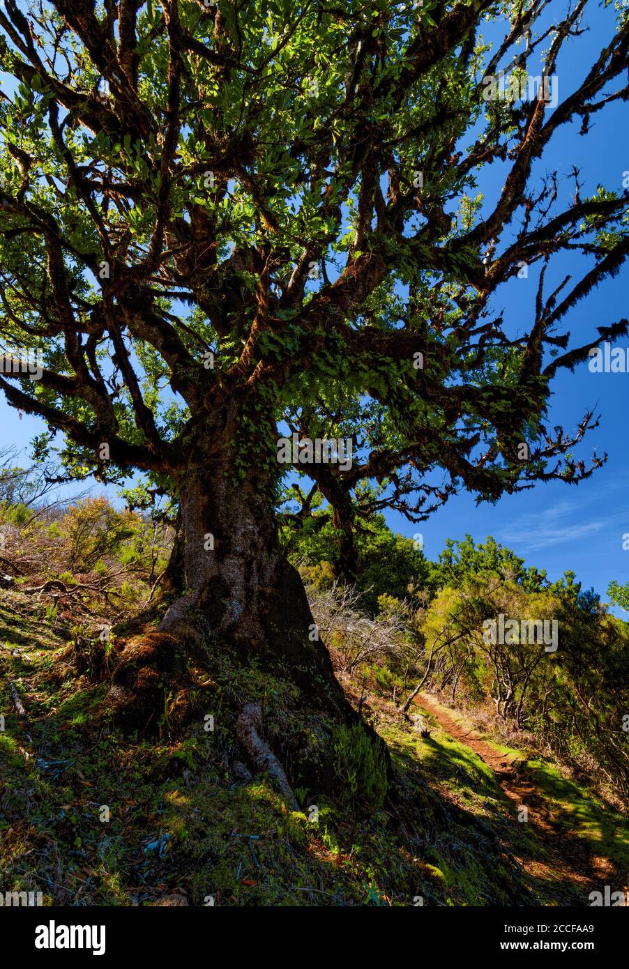 Escursione nella zona di Fanal alla foresta di alloro, patrimonio dell'umanità dell'UNESCO, Madeira, Foto Stock