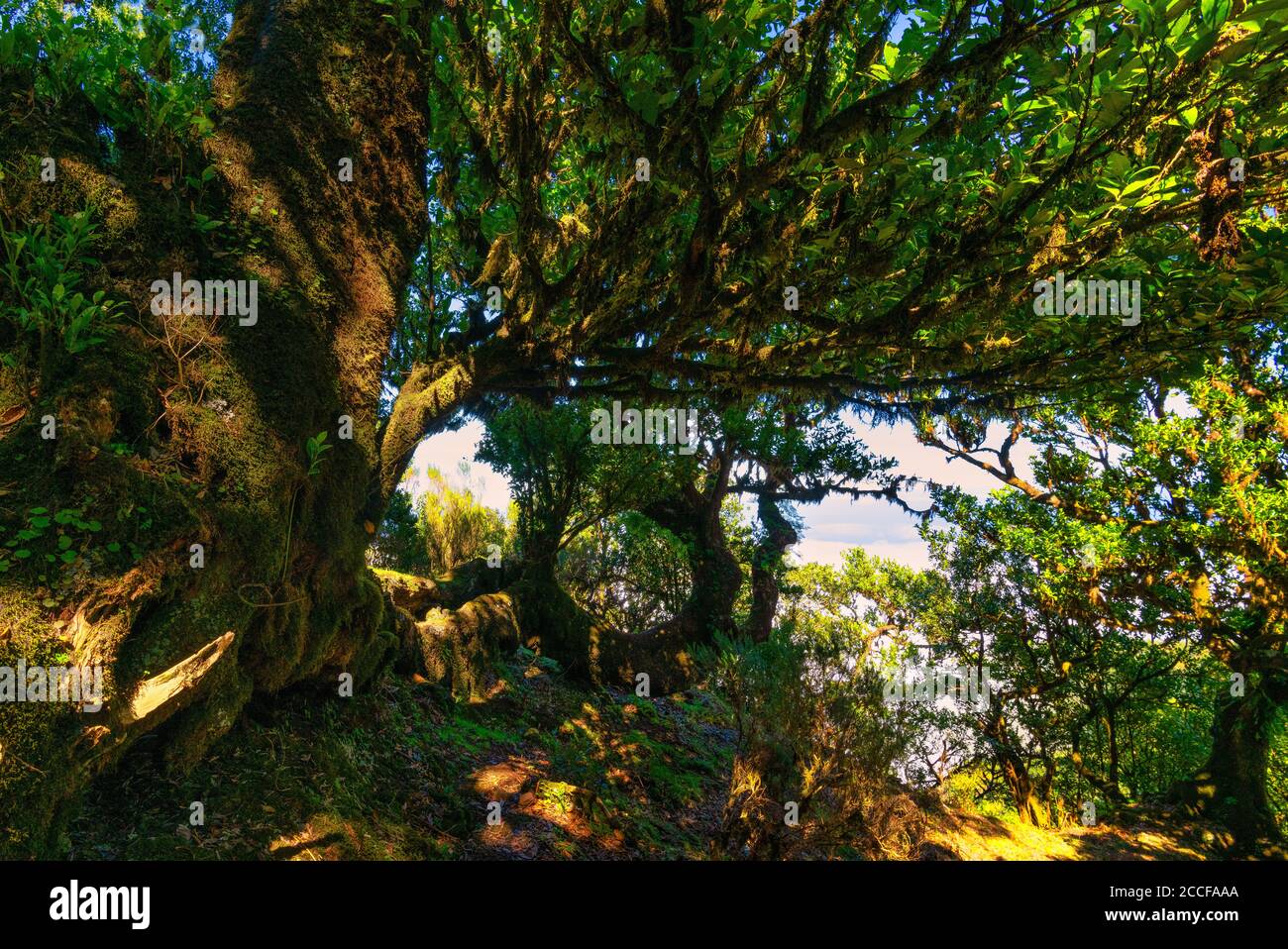 Escursione nella zona di Fanal alla foresta di alloro, patrimonio dell'umanità dell'UNESCO, Madeira, Foto Stock