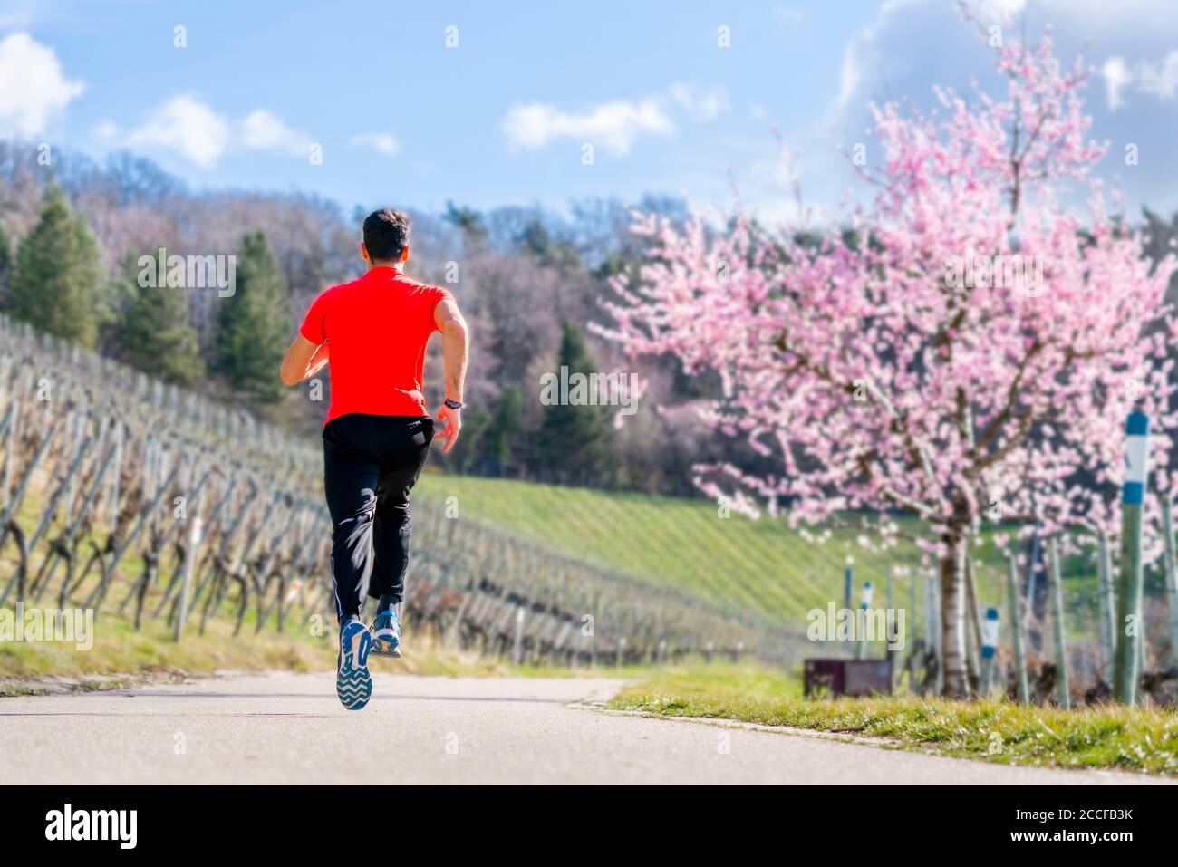 Uomo, 21 anni, jogging a Kappelberg, Remstal, Baden-Württemberg, Germania Foto Stock