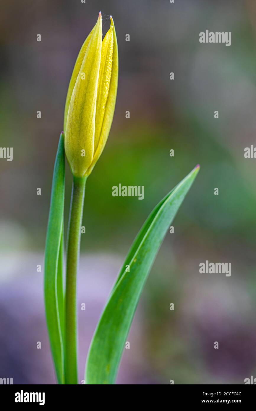 Primavera - tulipano fiorisce in giardino. Foto Stock