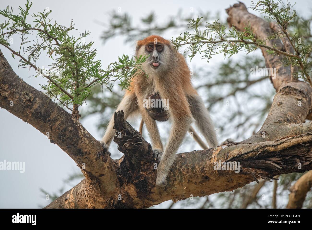 La femmina della scimmia di Patas foraging su un albero con il bambino in tubk. Foto Stock