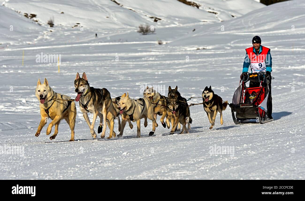 La squadra di cani da slitta Husky alla corsa di cani da slitta, Praz de Lys Sommand, Haute-Savoie, Savoy, Francia Foto Stock
