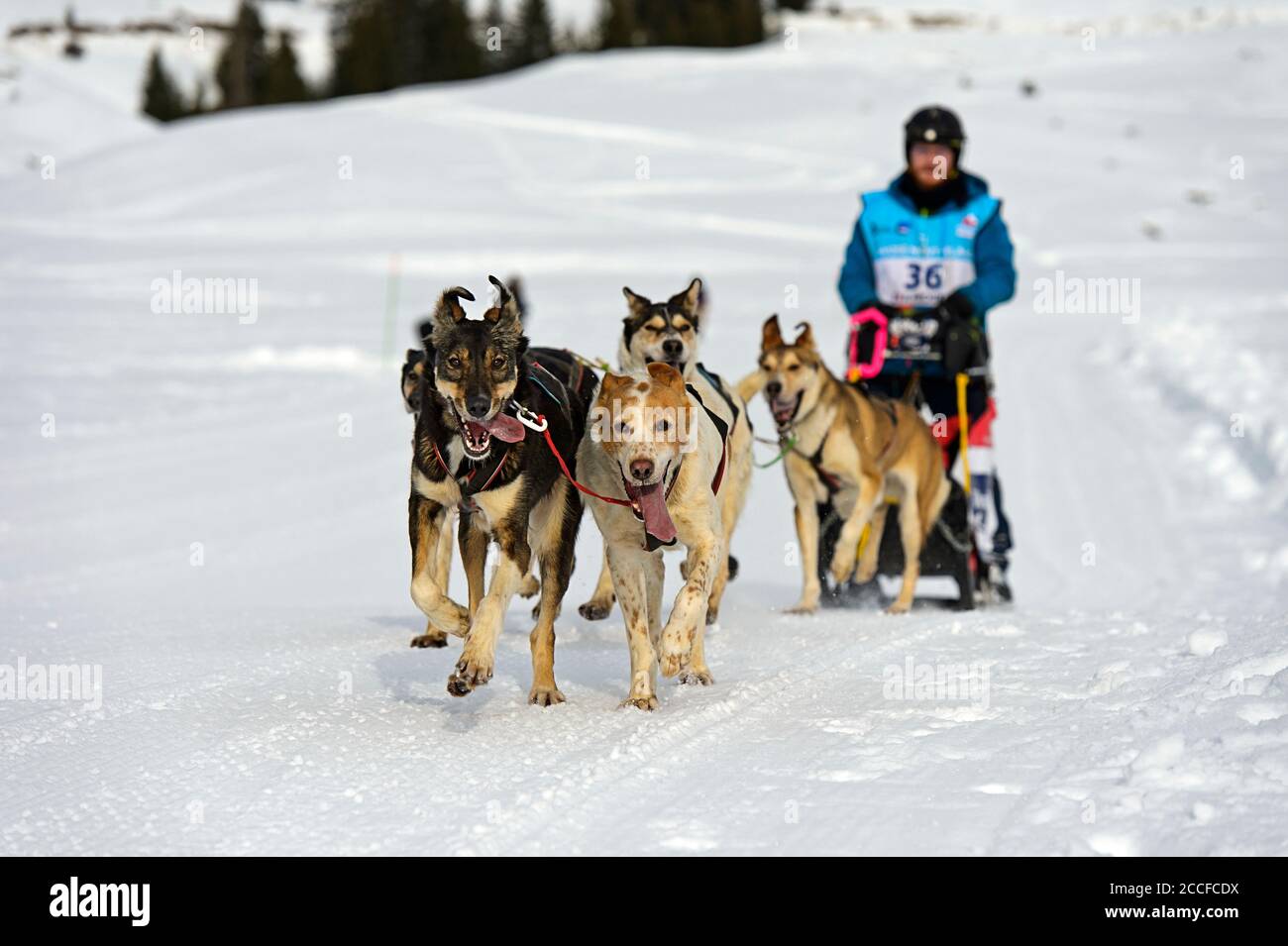 Squadra di slitte trainate da cani, corse di slitte trainate da cani, Praz de Lys Sommand, Haute-Savoie, Savoy, Francia Foto Stock