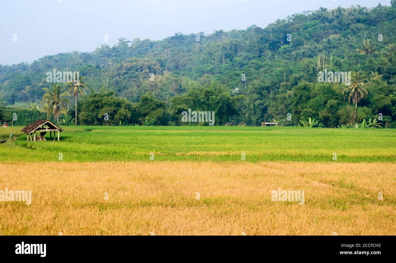 Risaie a Magelang Regency, Giava Centrale, Indonesia. Foto Stock