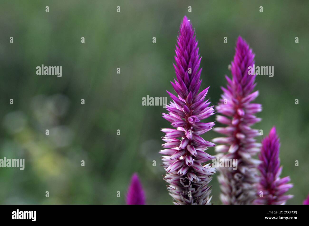 Celosia argentea flower - cockpettine Foto Stock