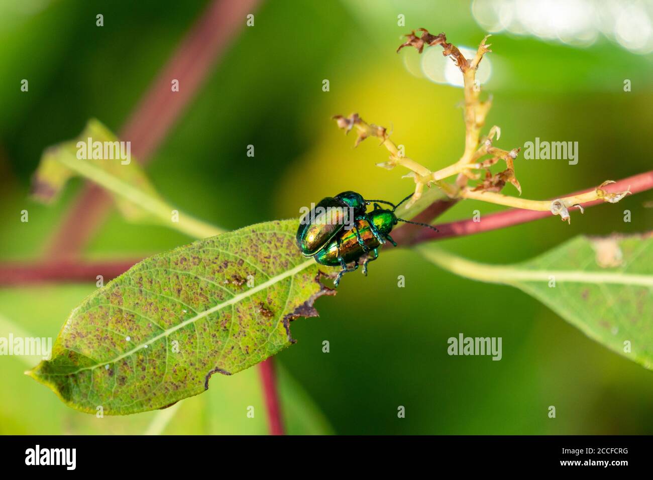Due coleotteri giapponesi condividono una foglia Foto Stock
