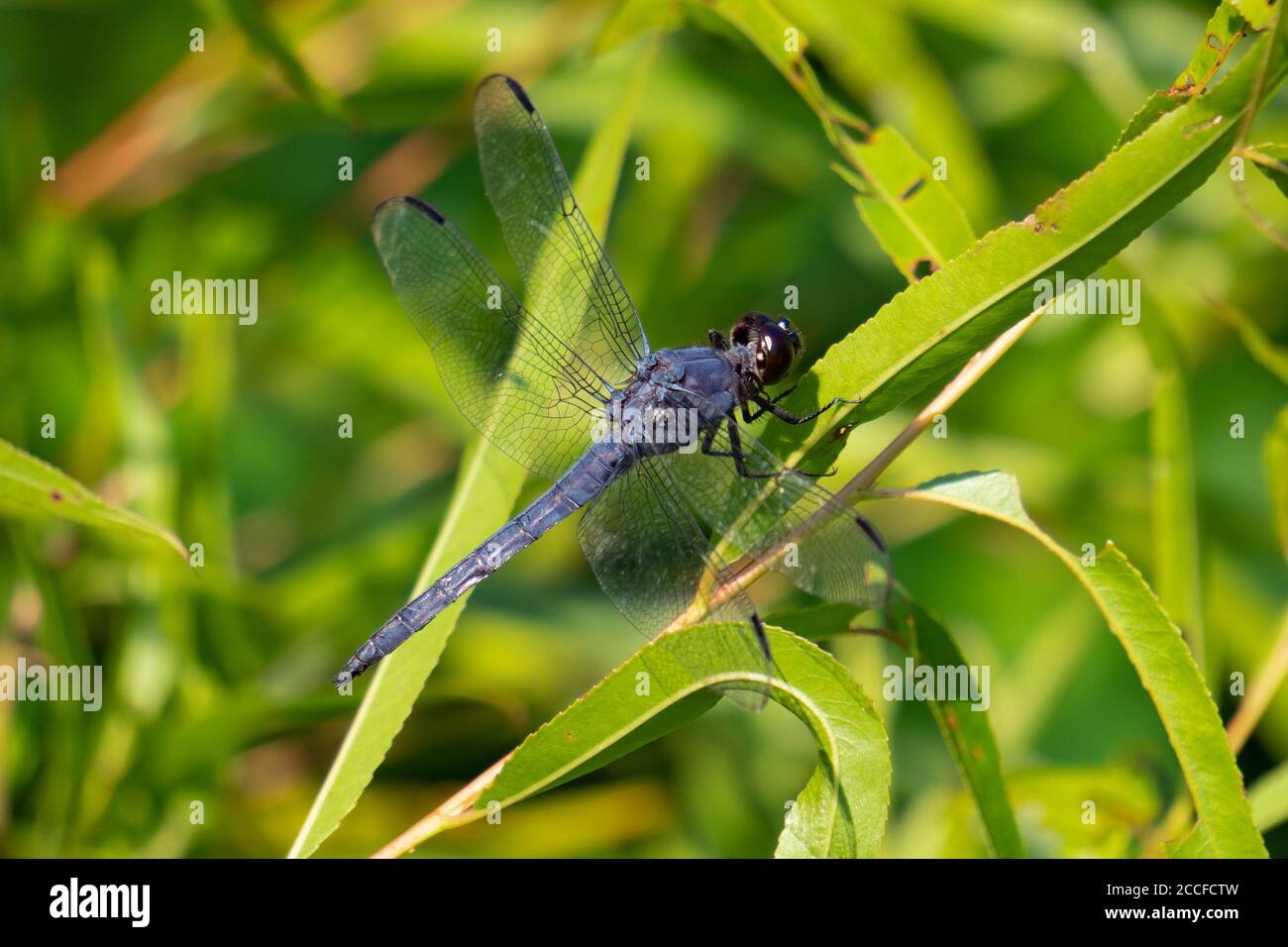 Dragonfly blu ardesia atterrato su una foglia Foto Stock