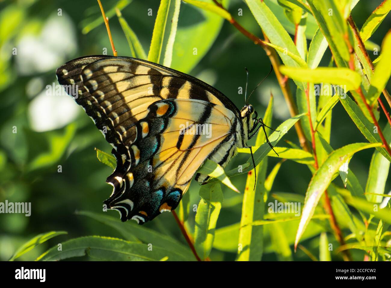 Tiger Swallowtail farfalla alla luce del mattino Foto Stock