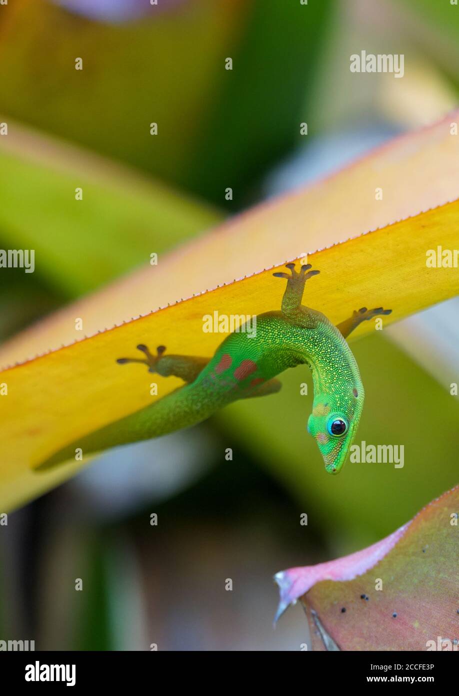 Oro polvere giorno gecko appeso capovolto su una foglia Foto Stock