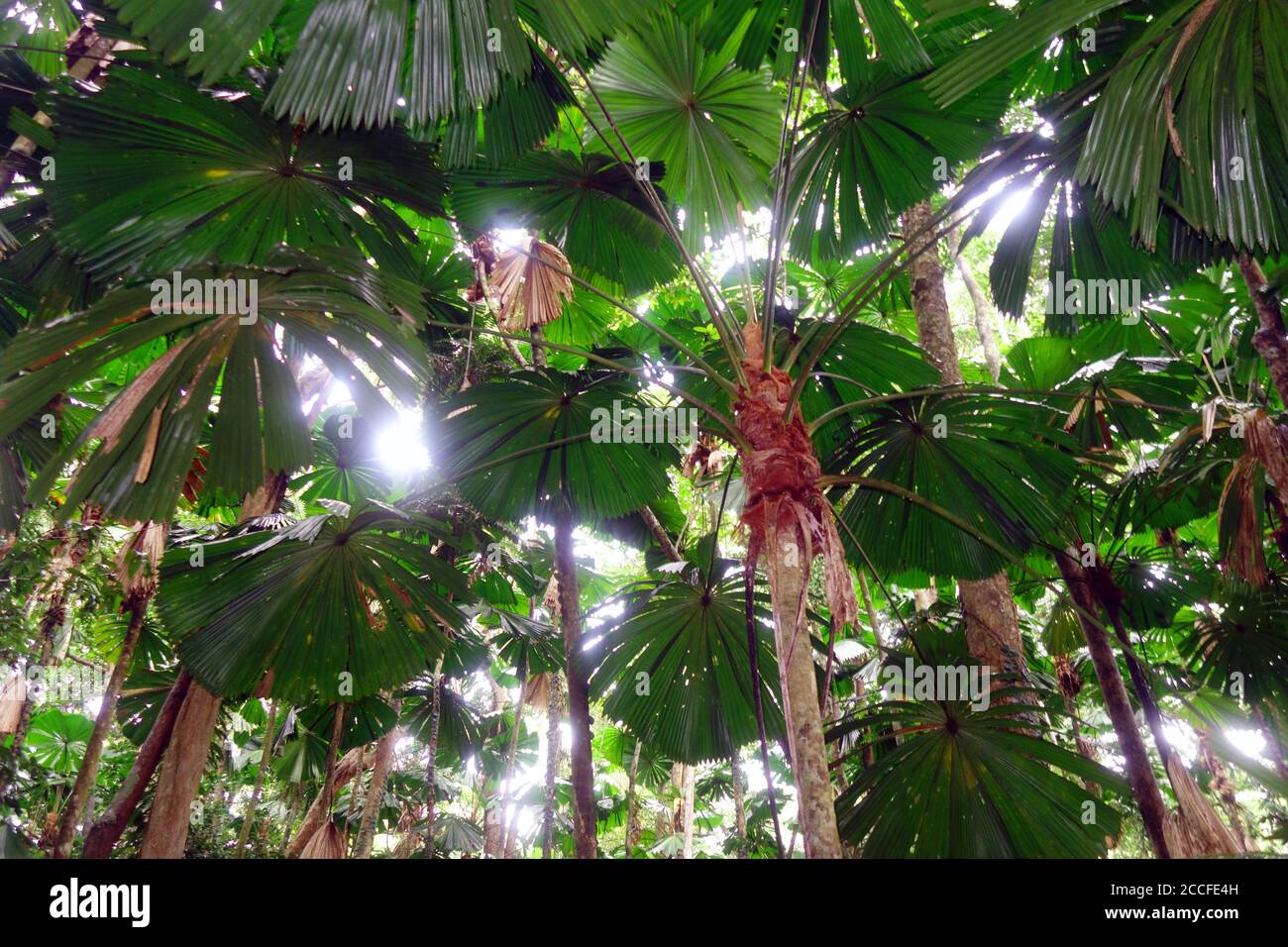 Baldacchino di palma del ventilatore (Liguala ramsayi), Wilderness di Cooper Creek, Parco Nazionale di Daintree, Queensland, Australia Foto Stock