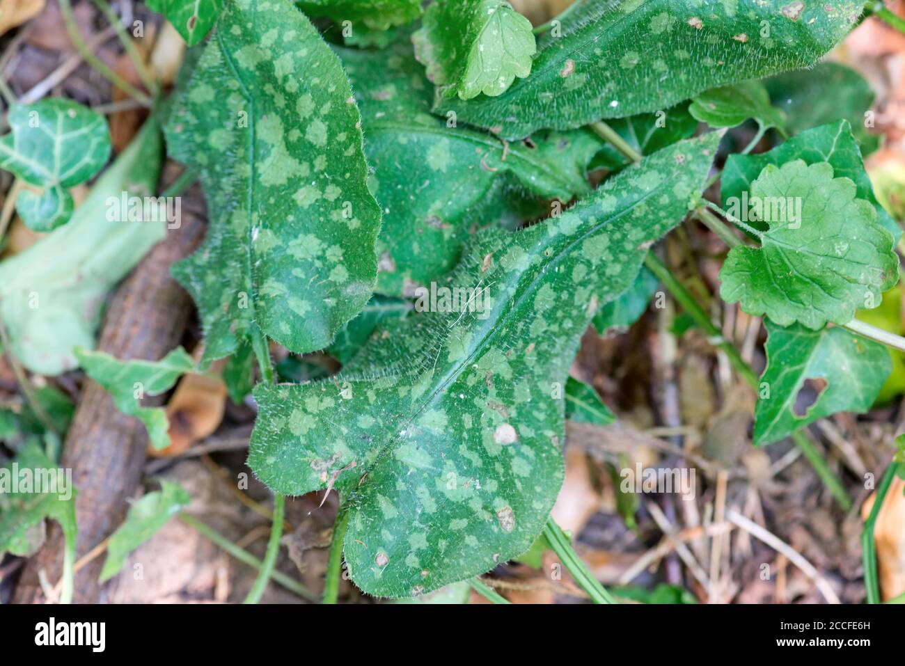 Lungwort sul pavimento della foresta Foto Stock