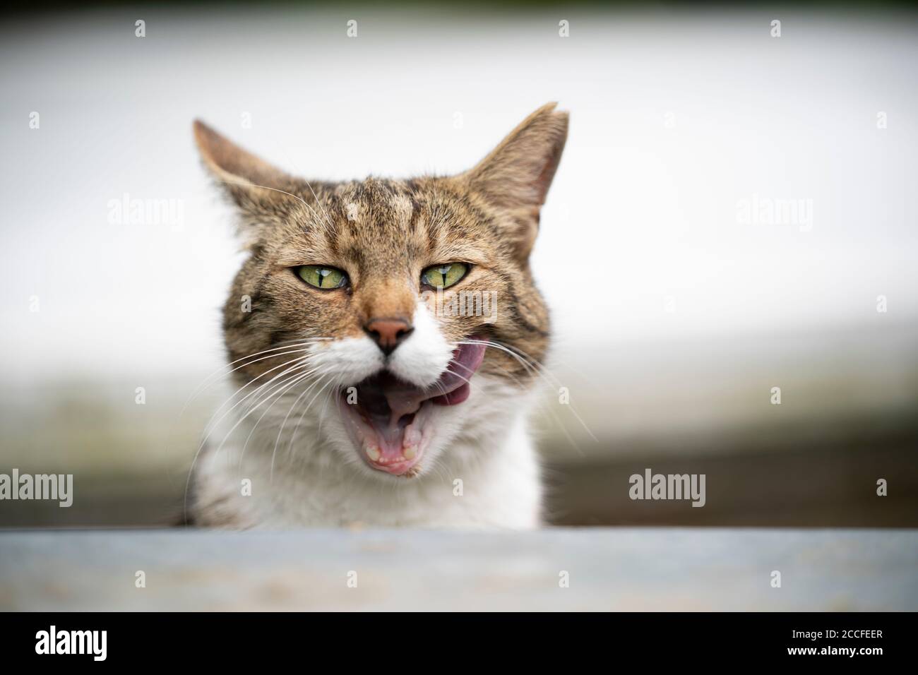 divertente ritratto di un gatto bianco affamato con tacca orecchio che si stacca la lingua leccando le labbra Foto Stock