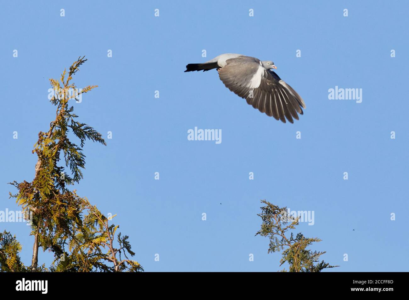 Piccione di legno, Columba Palumbus, in volo Foto Stock