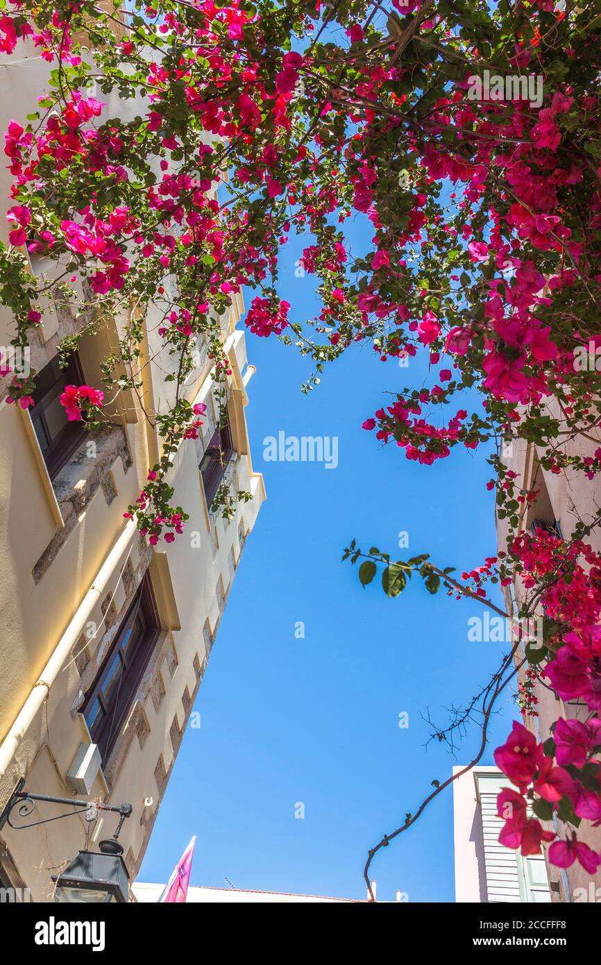 Fiori colorati nelle strade luminose della città vecchia di Rethymno, Creta settentrionale, Grecia Foto Stock