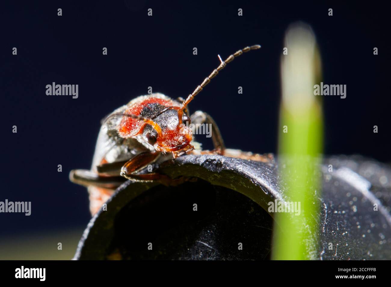 Comune scarabeo morbido, Cantharis fusca Foto Stock