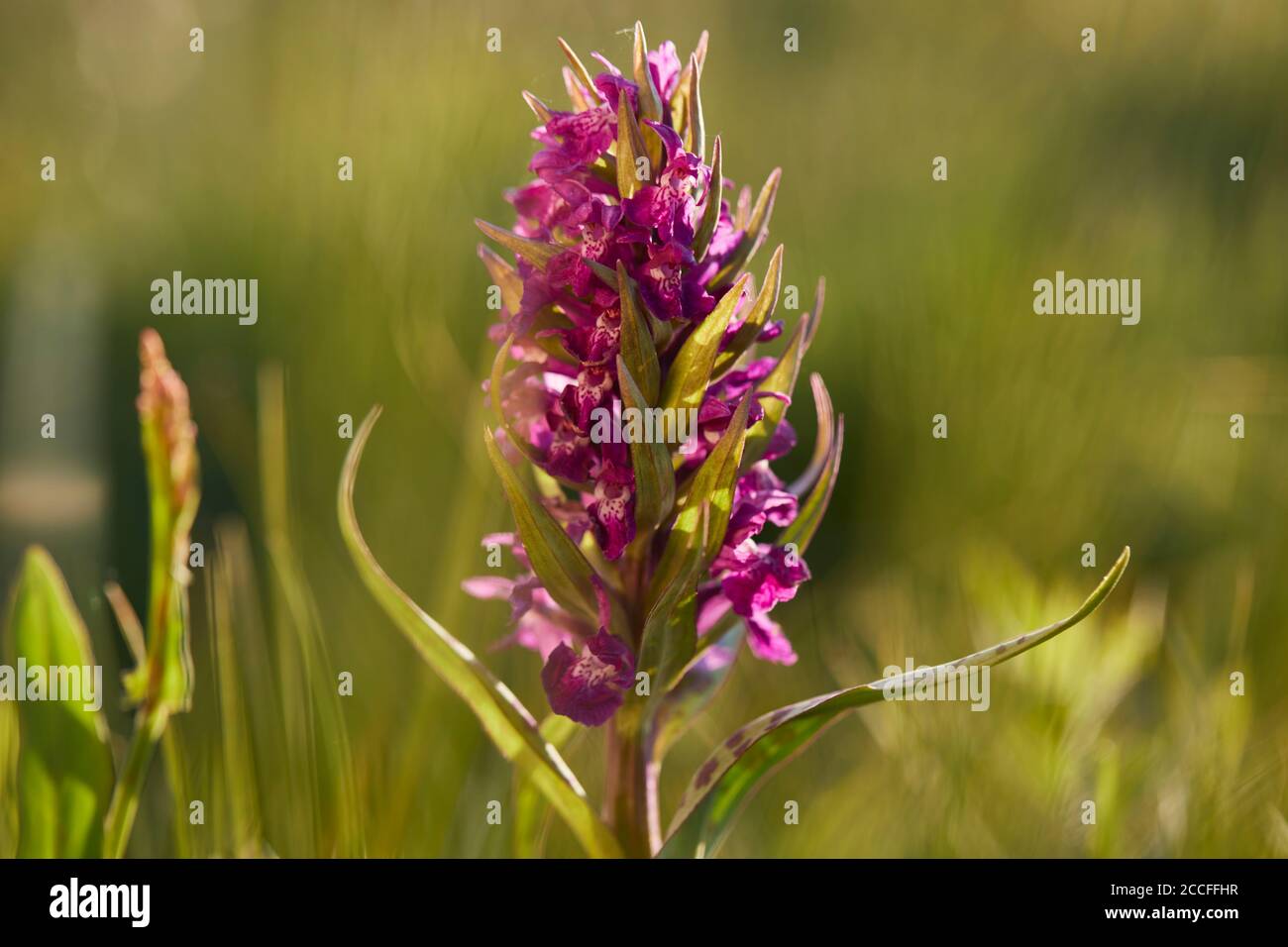 Orchidea a foglia larga, Dactylorhiza majalis, pianta intera Foto Stock