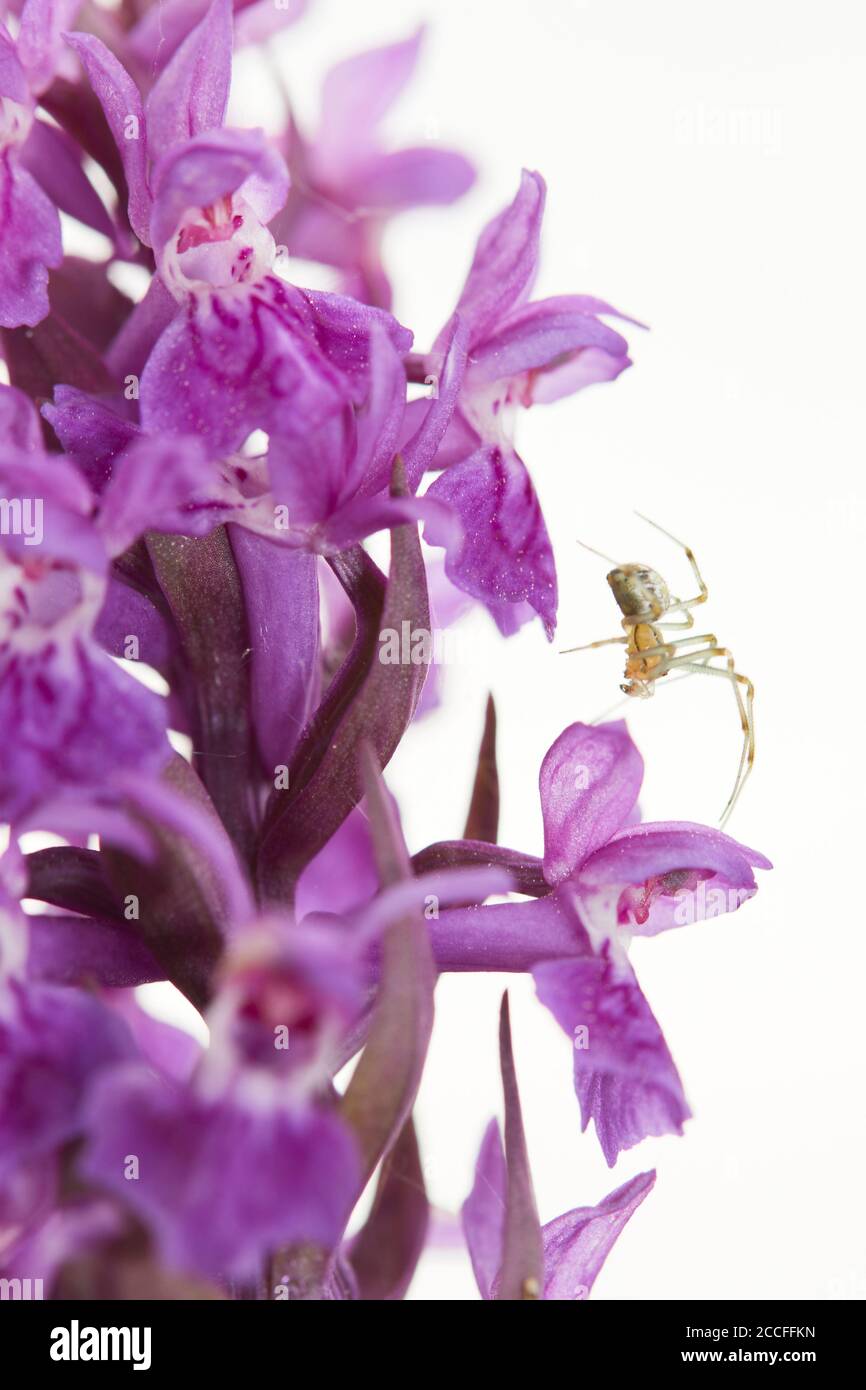 Ragno a palla marrone, impronta Theridion, orchidea a foglia larga, Dactylorhiza majalis Foto Stock
