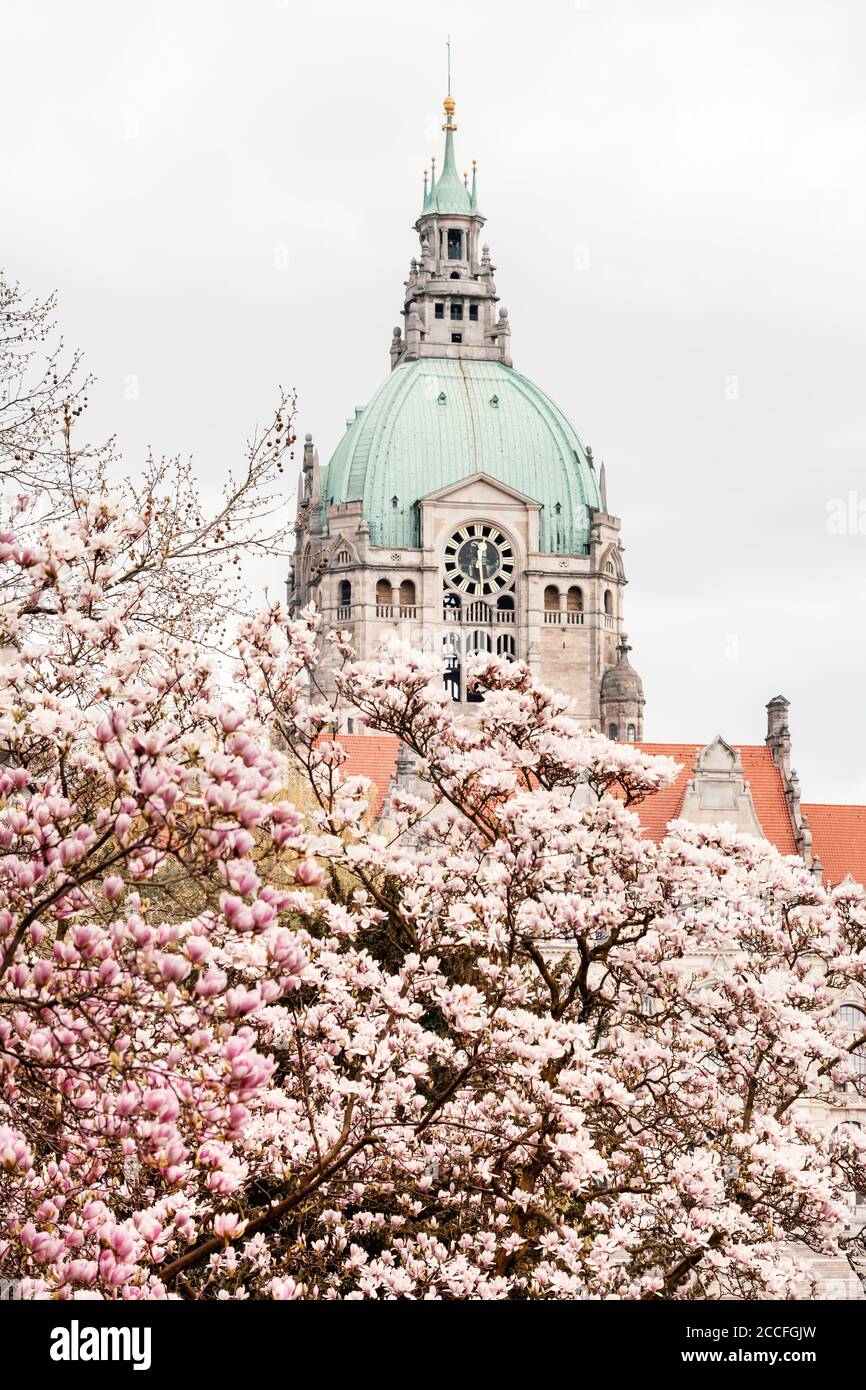 Primavera al nuovo municipio di Hannover, bassa Sassonia, Germania Foto Stock
