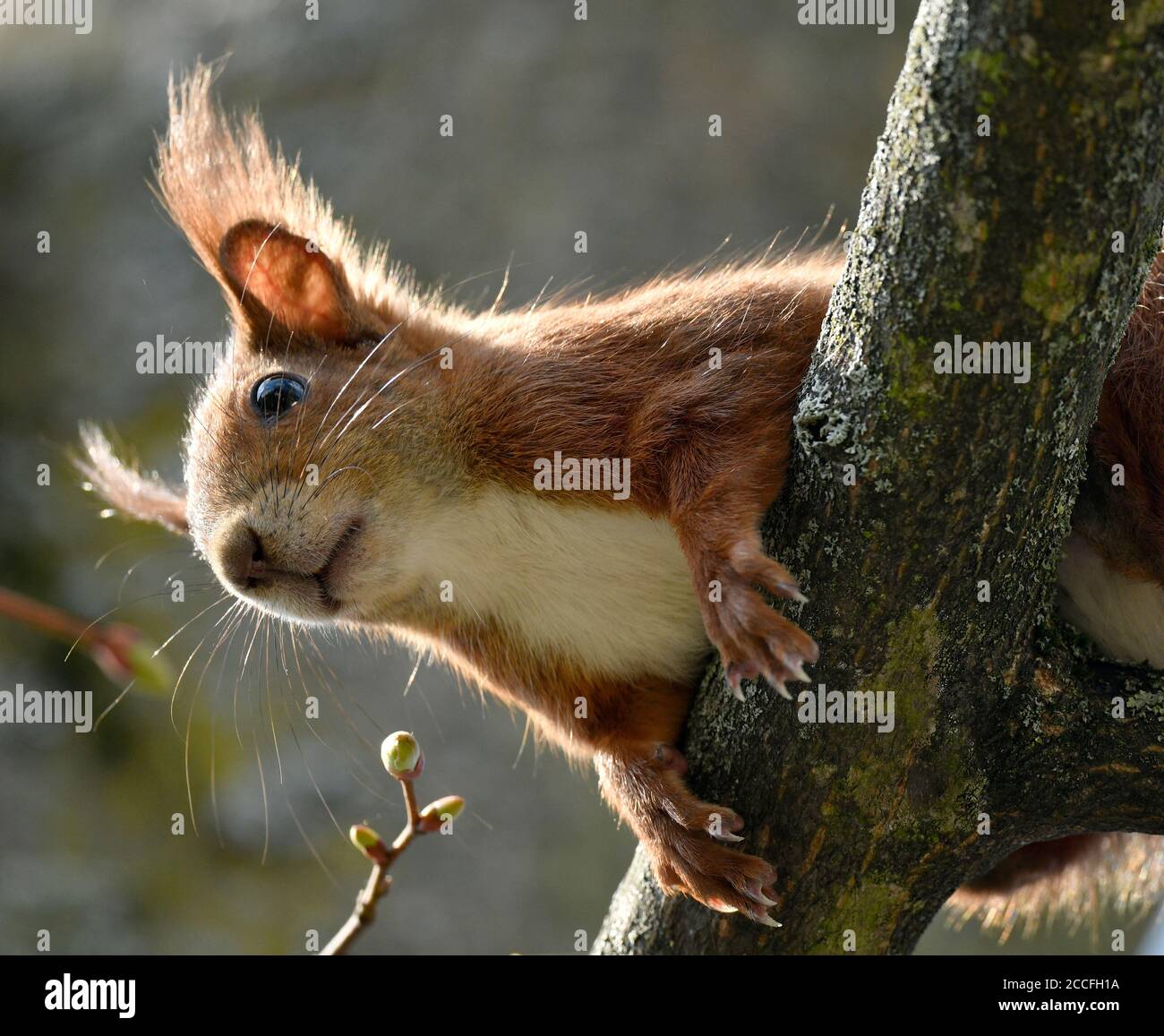 Scoiattolo rosso europeo (Sciurus vulgaris), filiale, Stoccarda, Baden-Württemberg, Germania Foto Stock