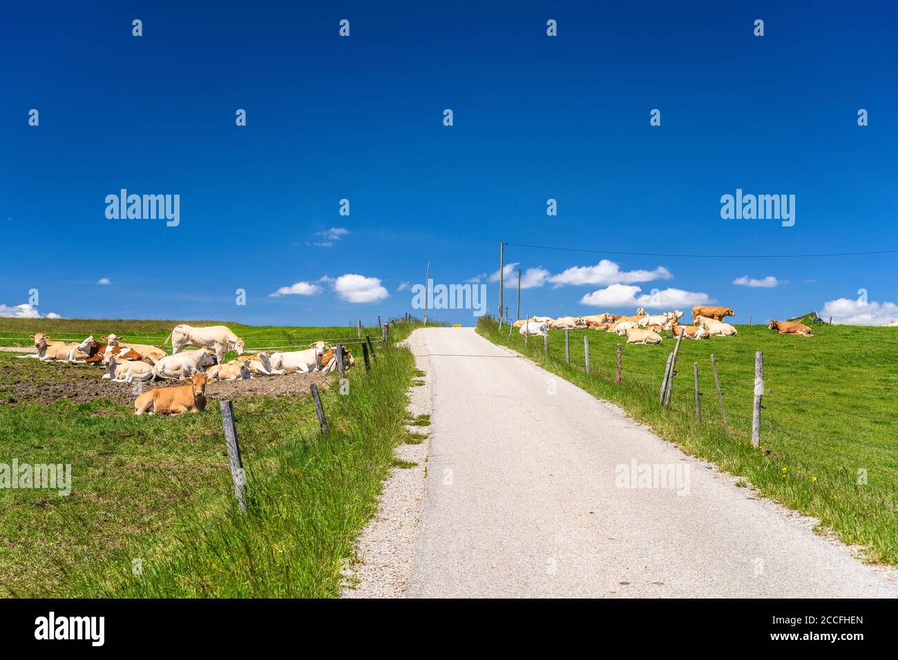 Germania, Baviera, alta Baviera, Tölzer Land, Dietramszell, distretto di Punding, mandria di mucche Foto Stock