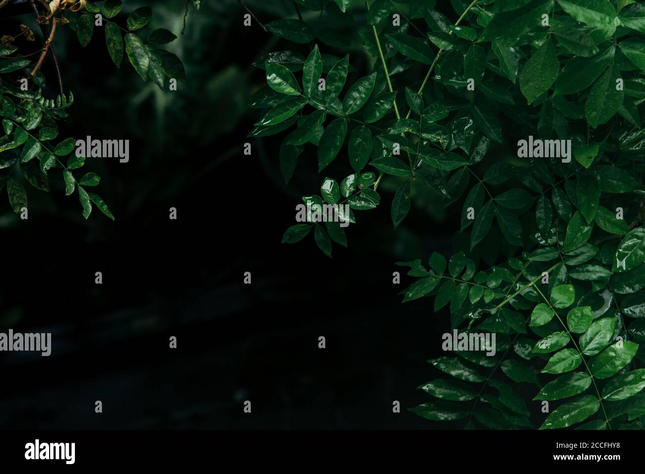 Lussureggiante cespugli tropicali verdi foglie sfondo scuro Foto Stock