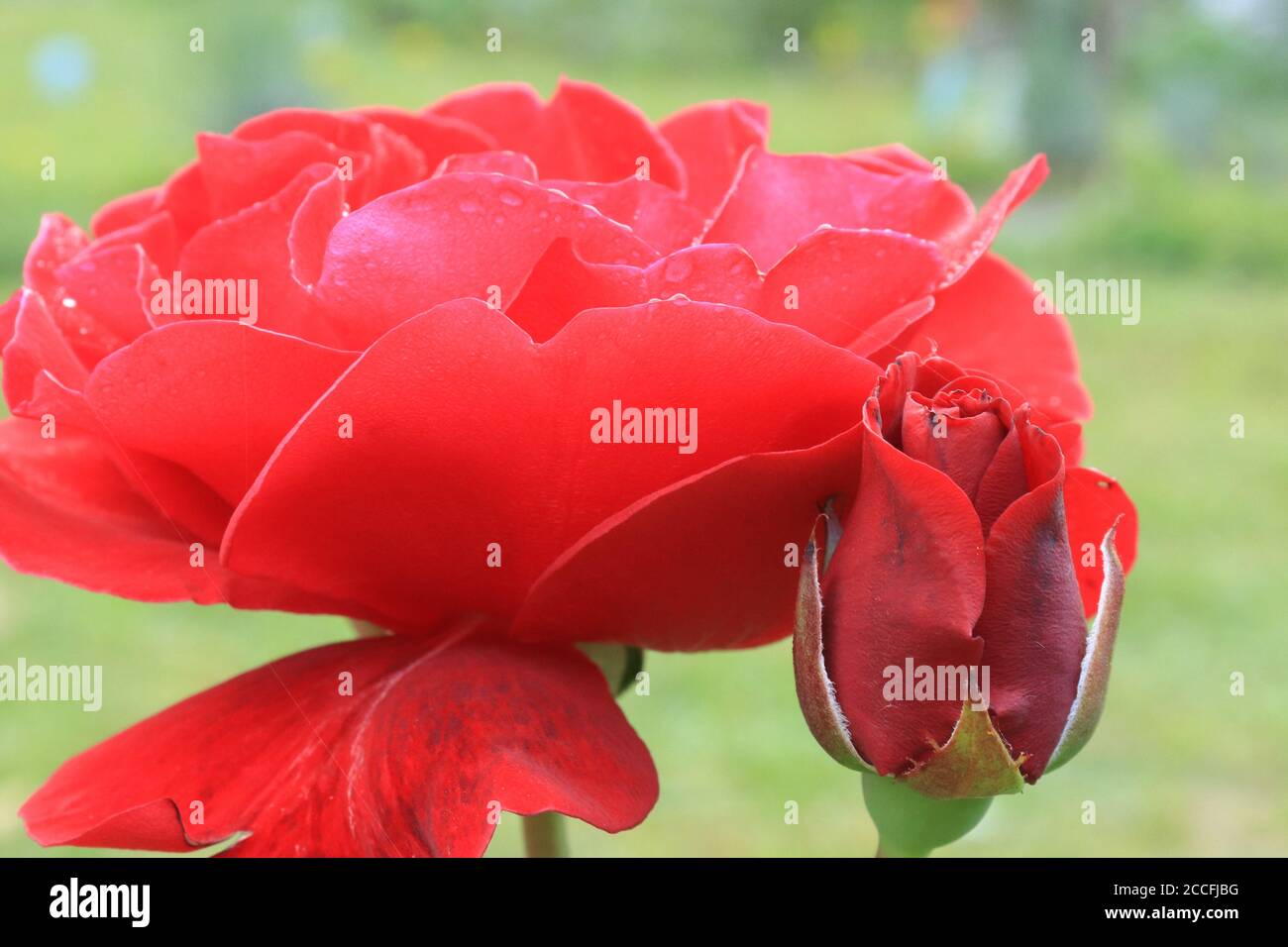 Rosso sano rosa del tè ibrido e sfondo verde offuscato cortile Foto Stock