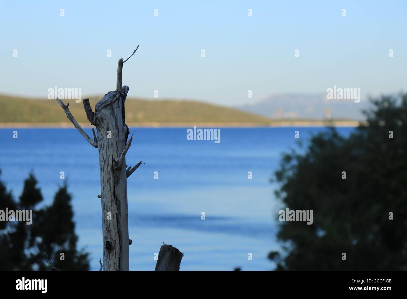 Parte di un albero di legno secco e un mare sfocato sfondo Foto Stock