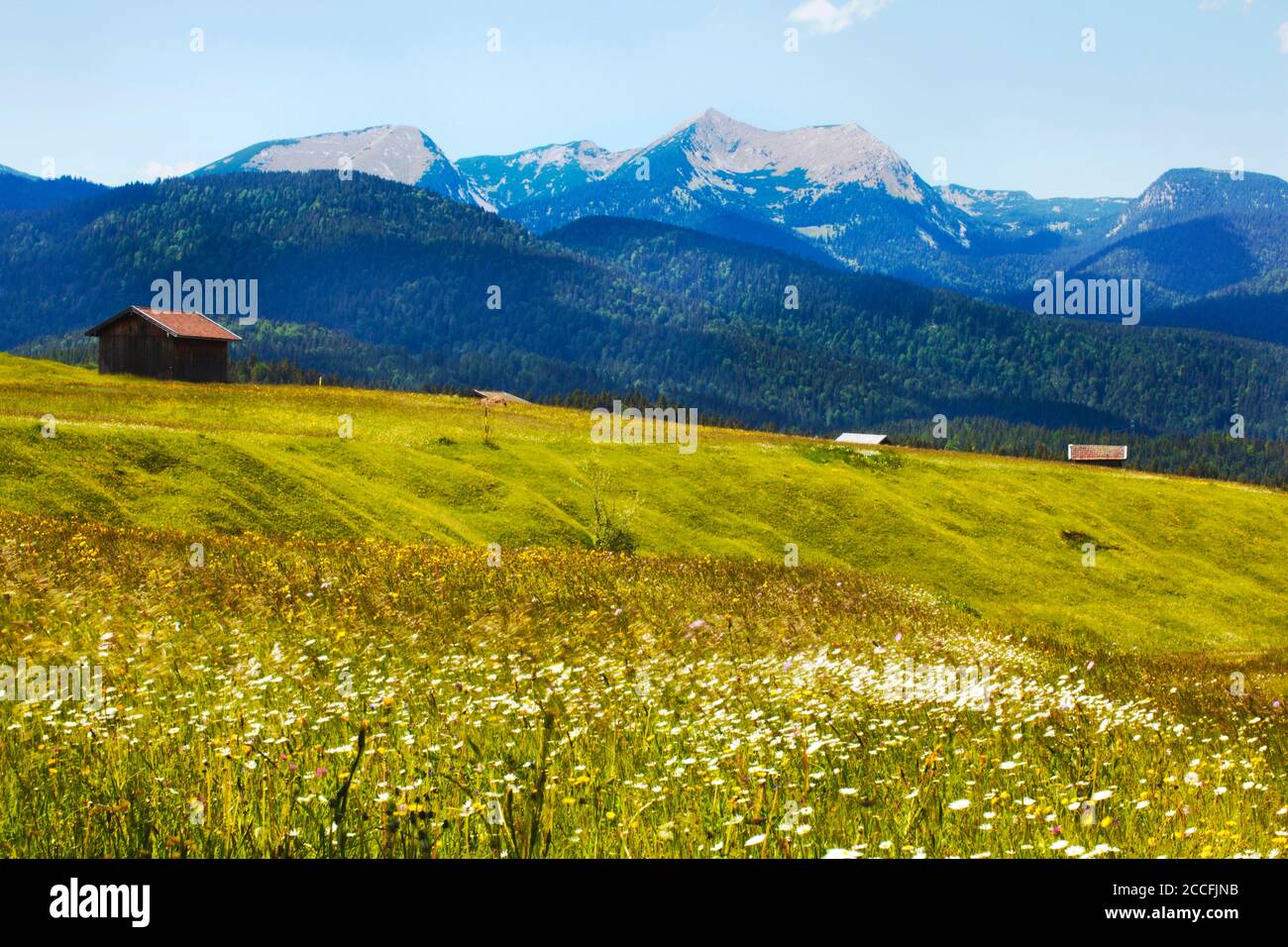Paesaggio dei prati humpback vicino a Mittenwald con erba e. fiori in movimento nel vento Foto Stock