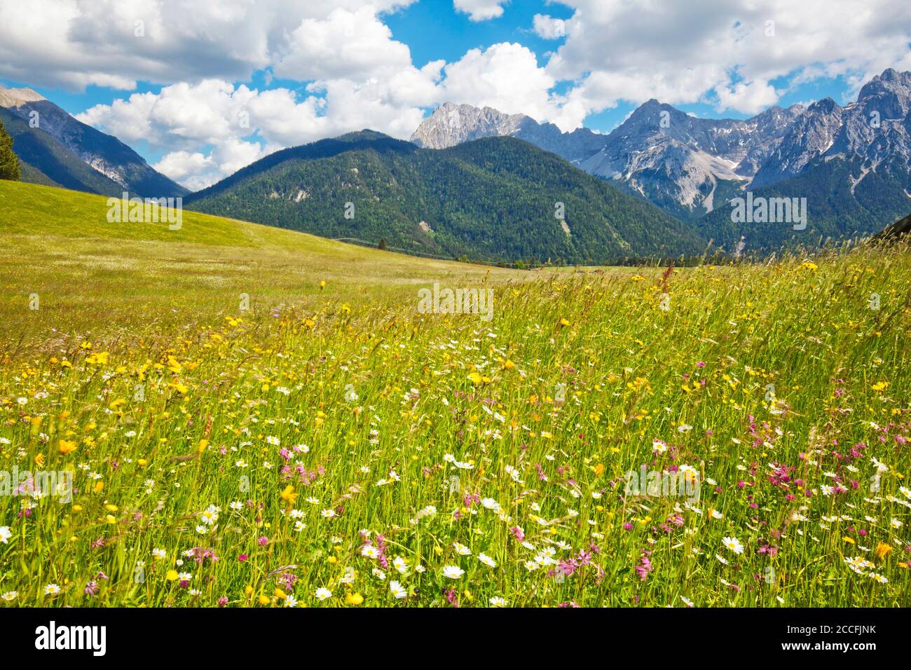 Paesaggio dei prati humpback vicino a Mittenwald con erba e. fiori in movimento nel vento Foto Stock