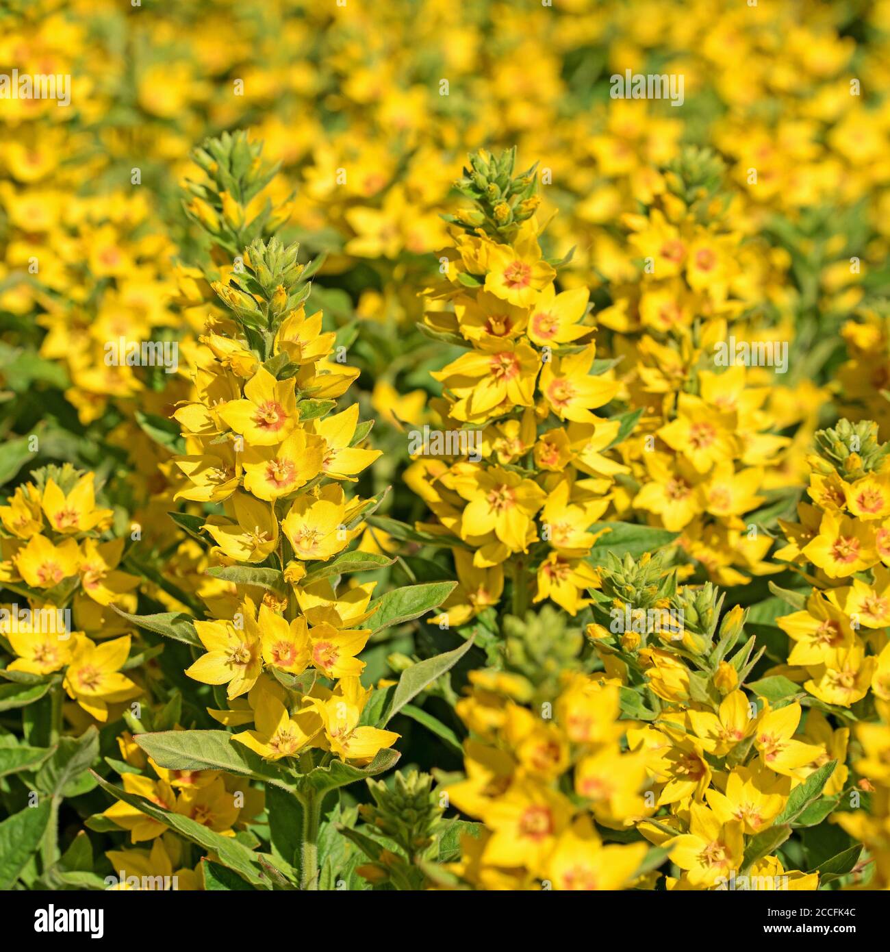 Felberich d'oro in fiore, Lysimachia punctata Foto Stock