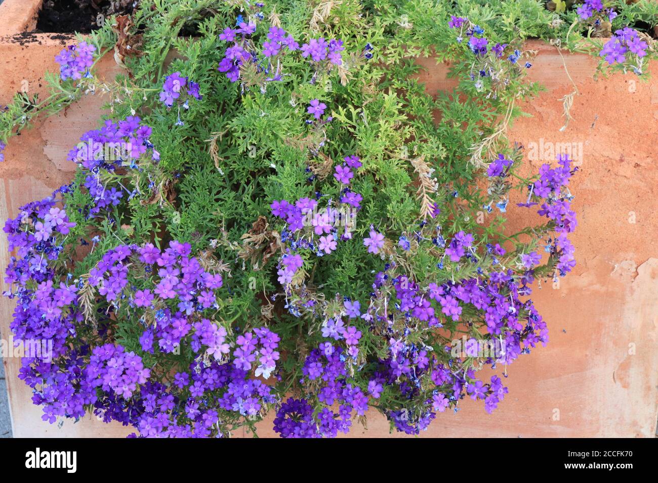 Aubretia, Aubrieta sp., cuscino fiorito blu pianta su un giardino di terracotta Foto Stock