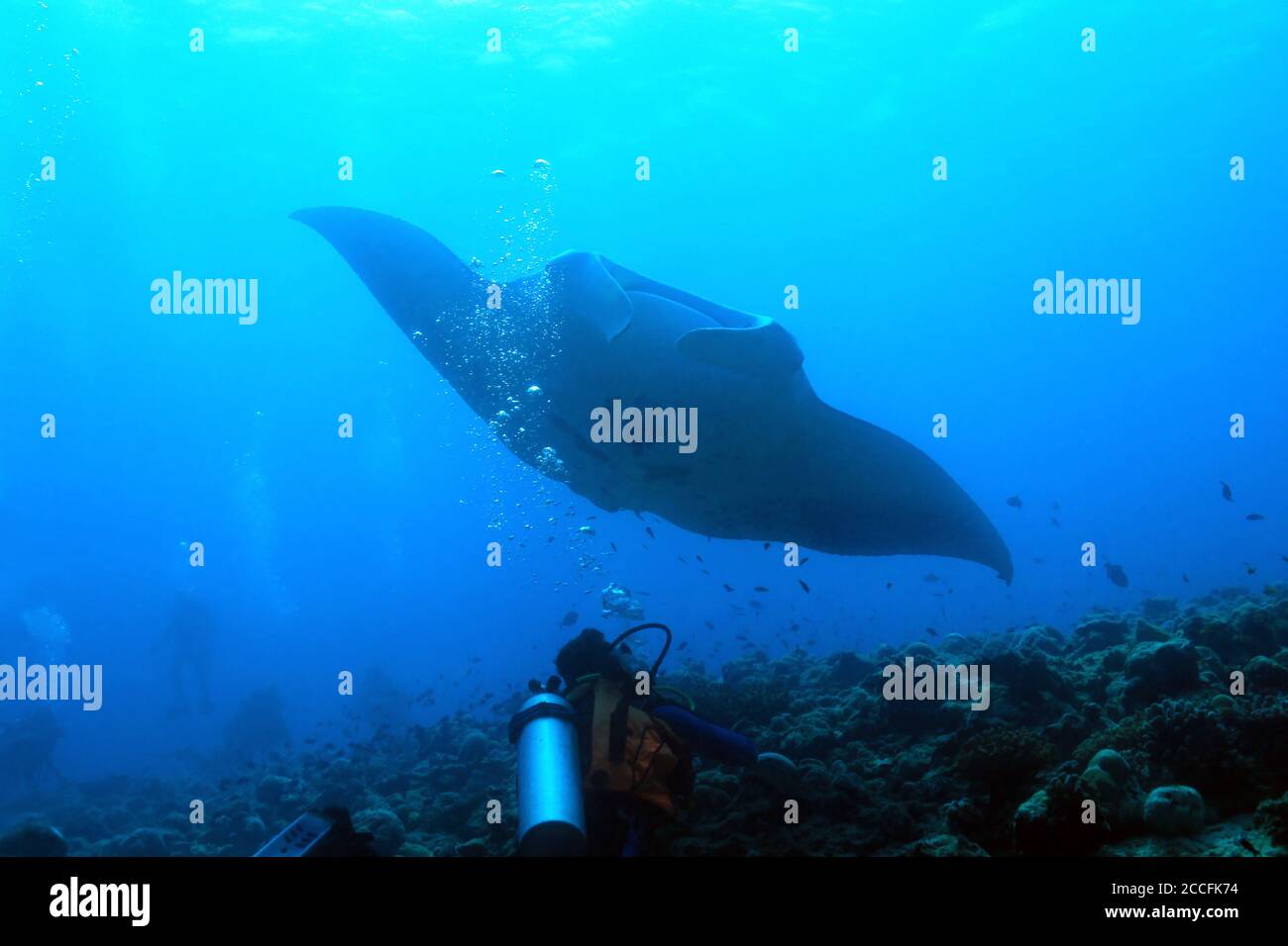 Manta Ray (Manta Birostris) avvicinamento sulla barriera corallina, con subacqueo in primo piano, l'Atollo di Ari Sud, Maldive Foto Stock