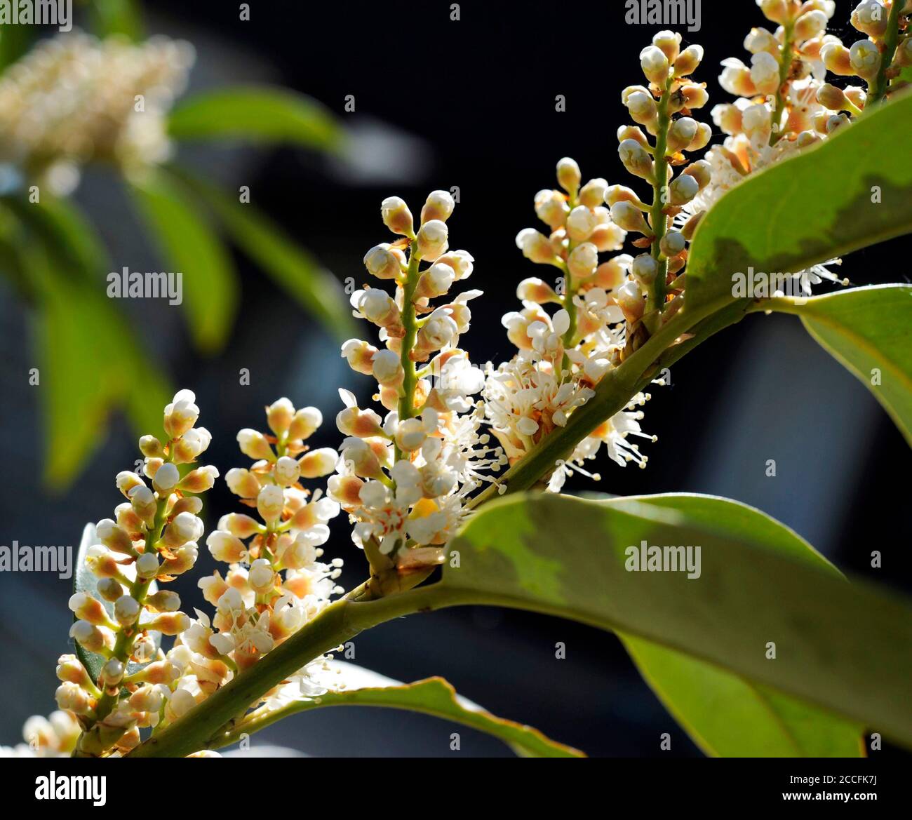Fioritura dell'alloro di ciliegia Prunus laurocerasus, anche ciliegio d'alloro, un attraente arbusto ornamentale nel giardino e nel parco Foto Stock