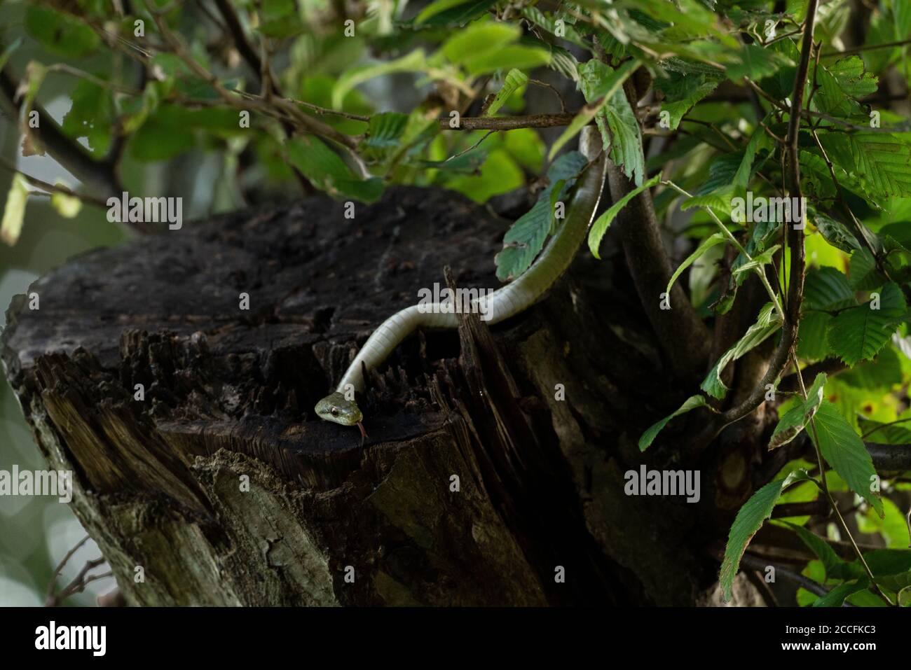 Giovane serpente di ratto giapponese (Elaphe climacophora) su albero, Isehara Città, Prefettura di Kanagawa, Giappone Foto Stock